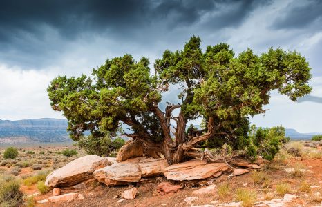 Juniper Tree Jigsaw Puzzle