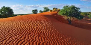 Kalahari Dune