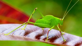 Katydid