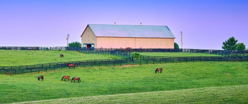 Kentucky Grazing Jigsaw Puzzle