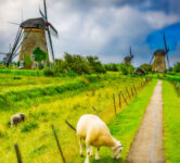 Kinderdijk Sheep