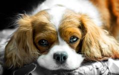 King Charles Spaniel