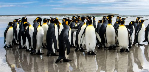 King Penguins Jigsaw Puzzle