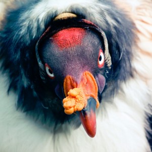 King Vulture Jigsaw Puzzle