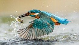 Kingfisher Flight