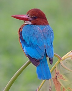 Kingfisher Jigsaw Puzzle