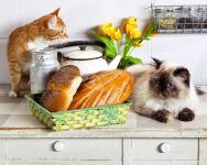 Kitchen Cats