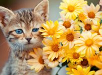 Kitten and Flowers