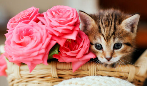 Kitten and Roses Jigsaw Puzzle