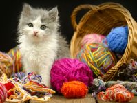 Kitten and Yarn