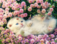 Kitten in Flowers