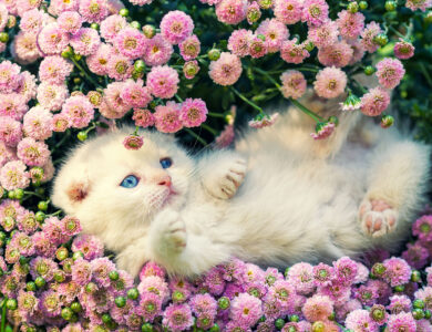 Kitten in Flowers Jigsaw Puzzle