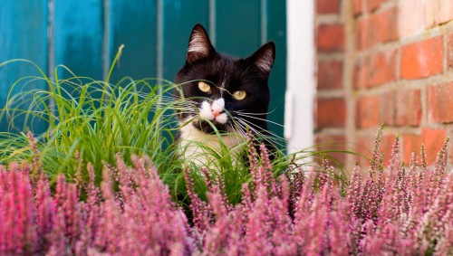 Kitty Grass Jigsaw Puzzle