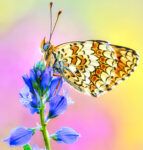 Knapweed Fritillary