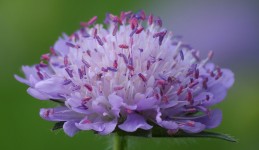 Knautia