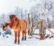 Konik Horse