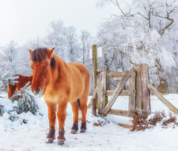 Konik Horse Jigsaw Puzzle