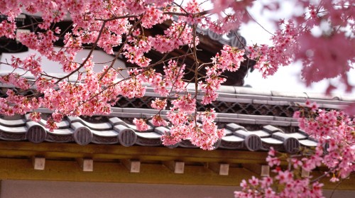 Kyoto Blossoms Jigsaw Puzzle