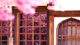 Kyoto Cherry Blossoms