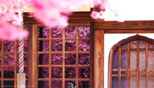 Kyoto Cherry Blossoms Jigsaw Puzzle