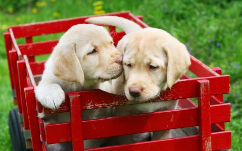 Labrador Puppies Jigsaw Puzzle