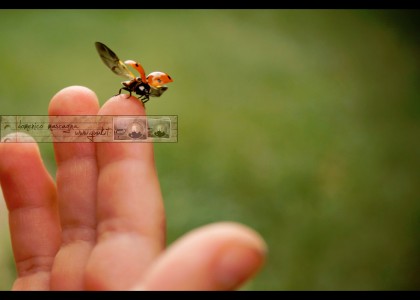 Ladybug Launch Jigsaw Puzzle