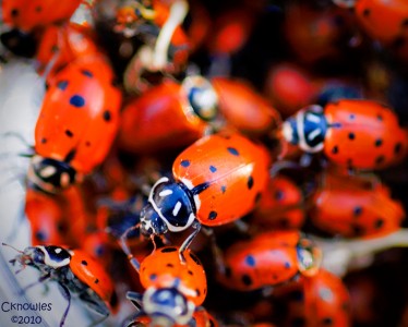 Ladybugs Jigsaw Puzzle