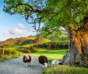 Lake District Sheep