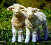 Lambs