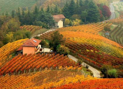 Langhe Vineyard Jigsaw Puzzle