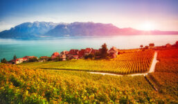 Lavaux Vineyards