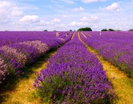 Lavender