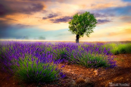 Lavender Field Jigsaw Puzzle