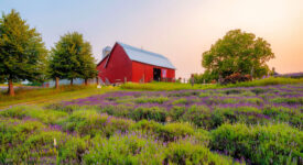 Lavender Hill Farm