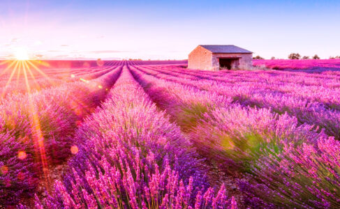 Lavender Rows Jigsaw Puzzle