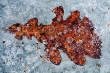 Leaf in Ice