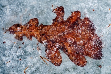 Leaf in Ice Jigsaw Puzzle