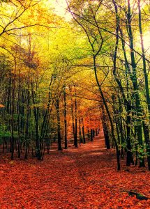 Leafy Trail Jigsaw Puzzle