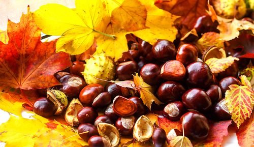 Leaves and Chestnuts Jigsaw Puzzle