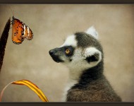 Lemur and Butterfly
