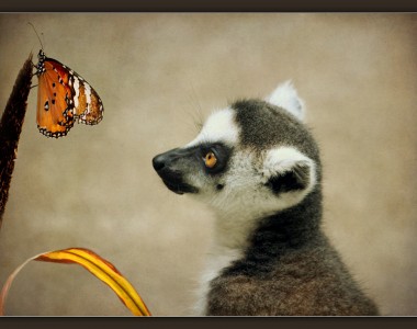 Lemur and Butterfly Jigsaw Puzzle