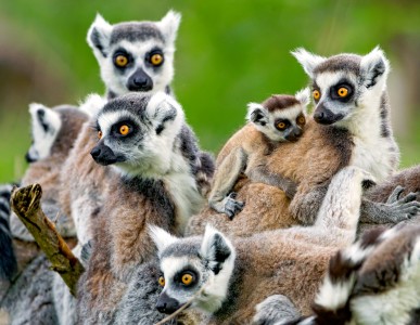 Lemurs Jigsaw Puzzle