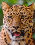 Leopard Portrait