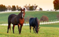 Lexington Horses