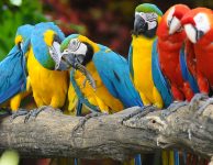 Limb of Parrots