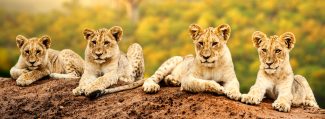 Lion Cubs