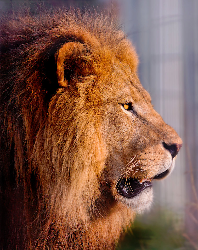 Lion Profile Jigsaw Puzzle