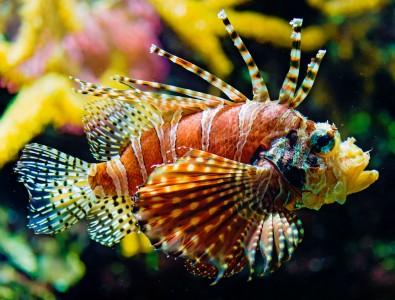 Lionfish Jigsaw Puzzle