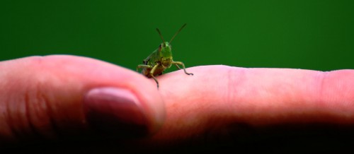 Little Grasshopper Jigsaw Puzzle