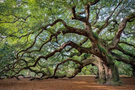 Live Oak Jigsaw Puzzle